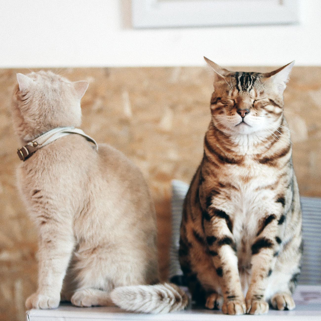 Top 5 Pets Hawthorn Poultry