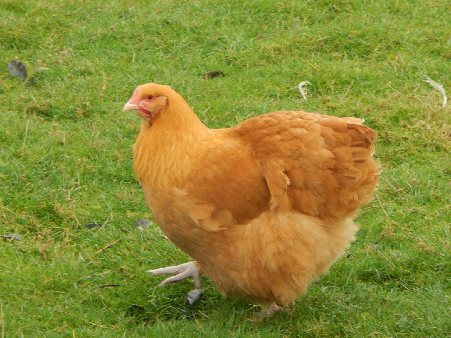 Orpingtons Hawthorn Poultry